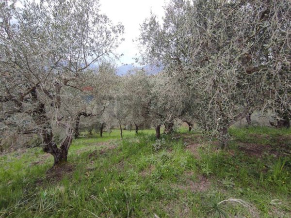 terreno agricolo in vendita ad Apollosa