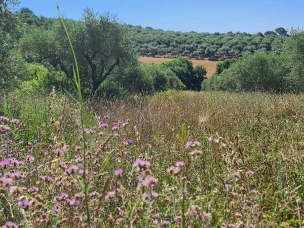 terreno agricolo in vendita a Benevento in zona Mosti