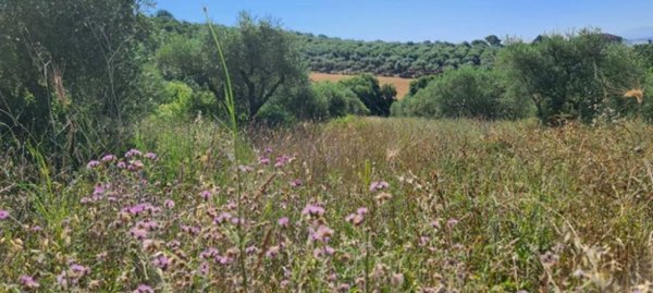 terreno agricolo in vendita a Benevento in zona Mosti