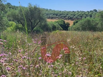 terreno agricolo in vendita a Benevento in zona Mosti