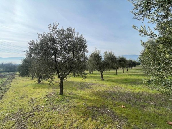 terreno agricolo in vendita a Benevento in zona San Vitale