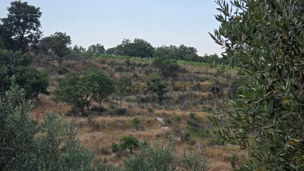 terreno agricolo in vendita a Bonea