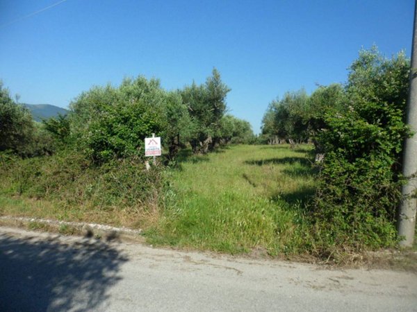 terreno agricolo in vendita a Bucciano
