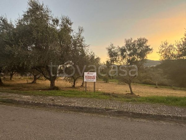 terreno agricolo in vendita a Calvi