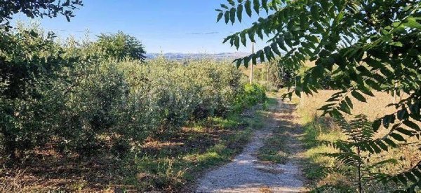 terreno agricolo in vendita a Calvi