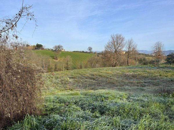 terreno agricolo in vendita a Calvi