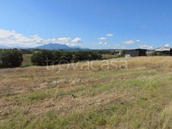 terreno agricolo in vendita a Calvi