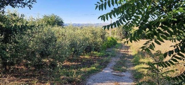 terreno agricolo in vendita a Calvi
