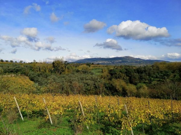 terreno agricolo in vendita a Castelvenere