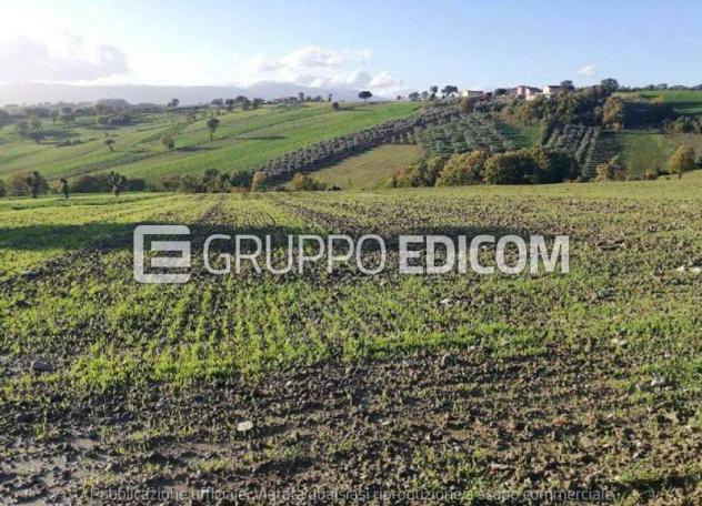 terreno agricolo in vendita a Circello