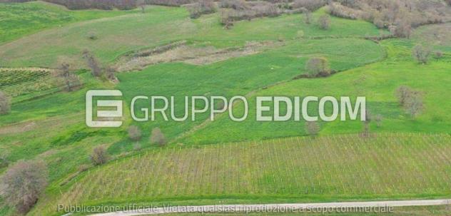 terreno agricolo in vendita a Circello