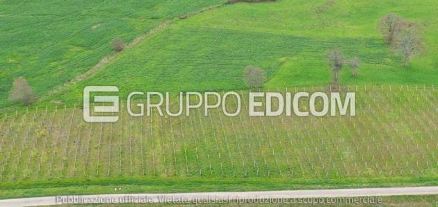 terreno agricolo in vendita a Circello