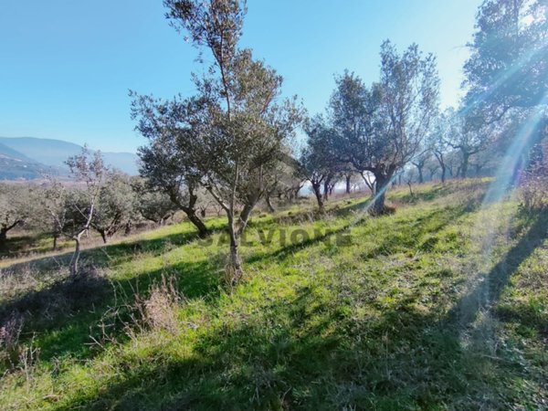 terreno agricolo in vendita a Faicchio in zona Massa