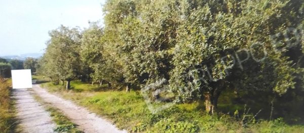 terreno agricolo in vendita a Faicchio in zona Massa