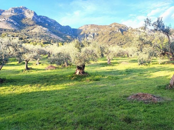terreno agricolo in vendita a Faicchio