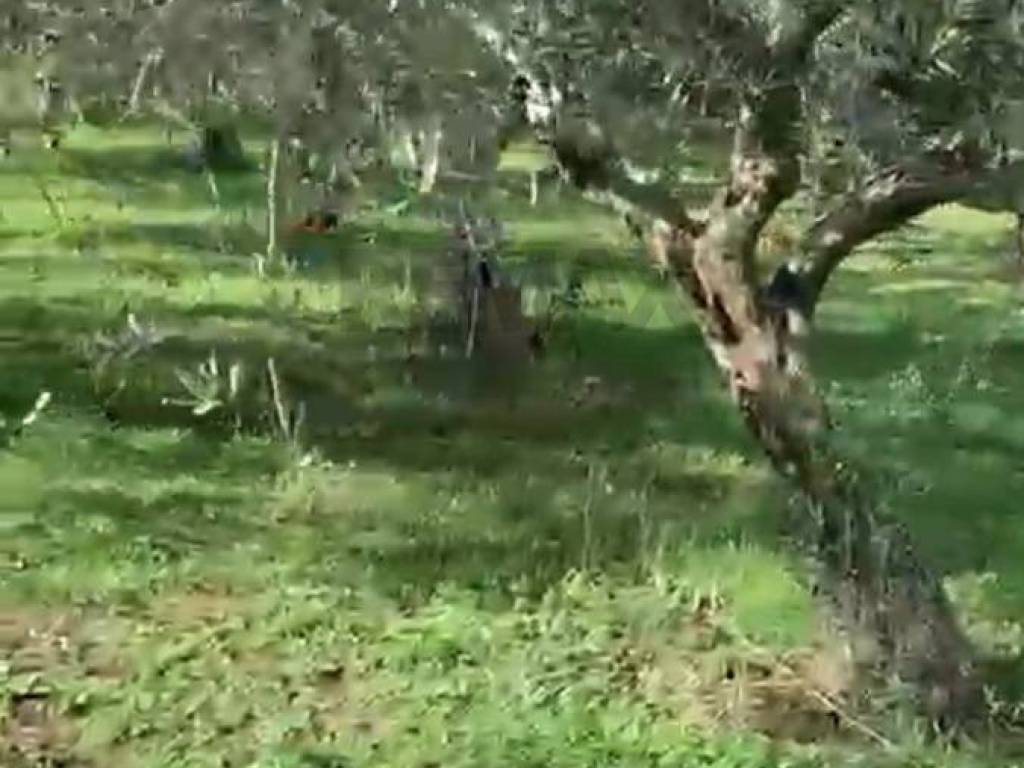 terreno agricolo in vendita a Faicchio