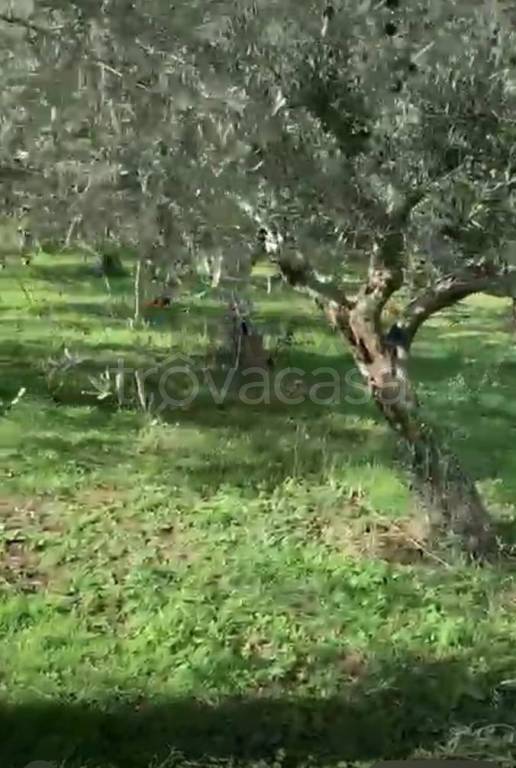 terreno agricolo in vendita a Faicchio