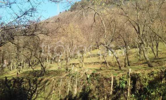 terreno agricolo in vendita a Foglianise