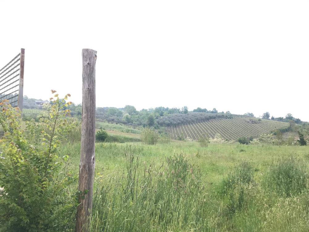 terreno agricolo in vendita a Foglianise