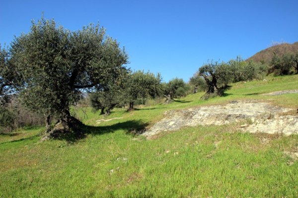 terreno edificabile in vendita a Frasso Telesino