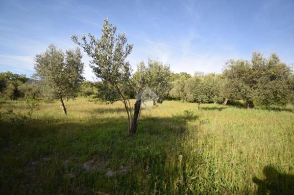 terreno agricolo in vendita a Frasso Telesino