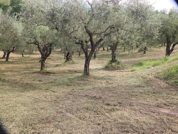 terreno agricolo in vendita a Frasso Telesino