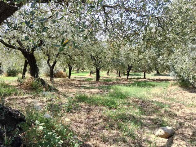 terreno agricolo in vendita a Frasso Telesino