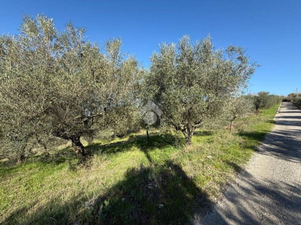 terreno agricolo in vendita a Frasso Telesino