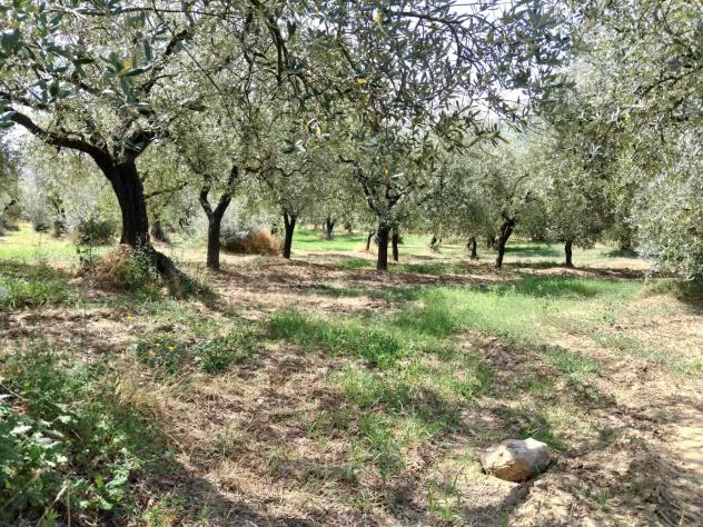 terreno agricolo in vendita a Frasso Telesino