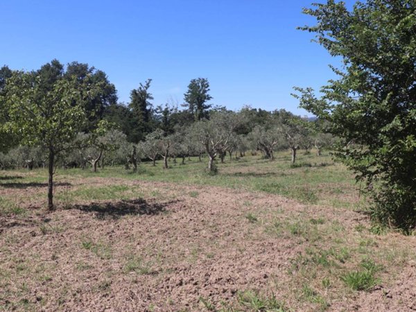 terreno agricolo in vendita a Frasso Telesino