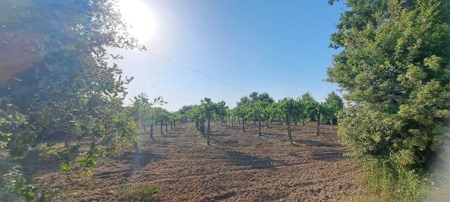 terreno agricolo in vendita a Frasso Telesino