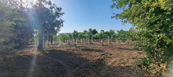 terreno agricolo in vendita a Frasso Telesino