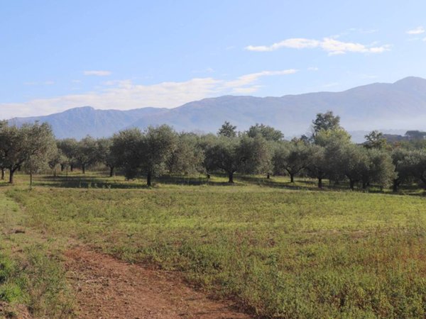 terreno agricolo in vendita a Limatola