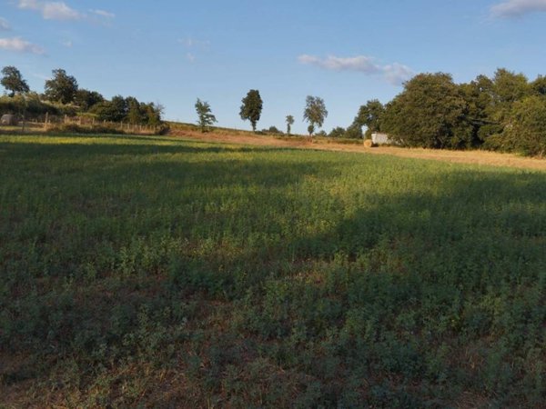 terreno agricolo in vendita a Limatola