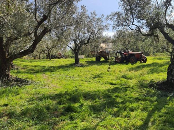 terreno agricolo in vendita a Melizzano