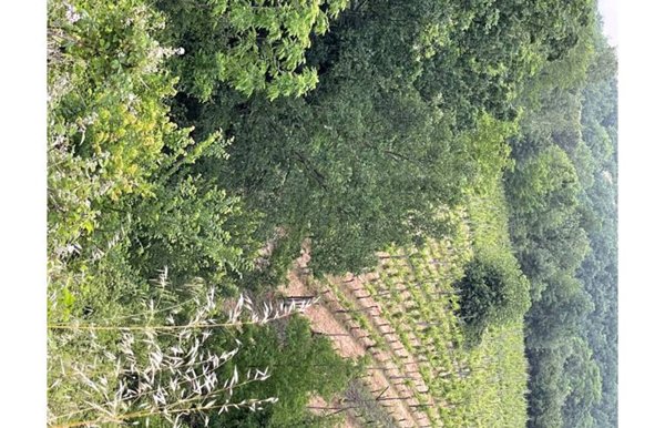 terreno agricolo in vendita a Melizzano