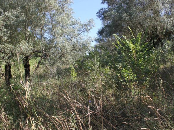 terreno agricolo in vendita a Melizzano