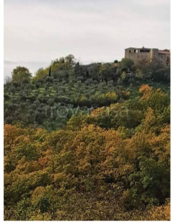 terreno agricolo in vendita a Molinara