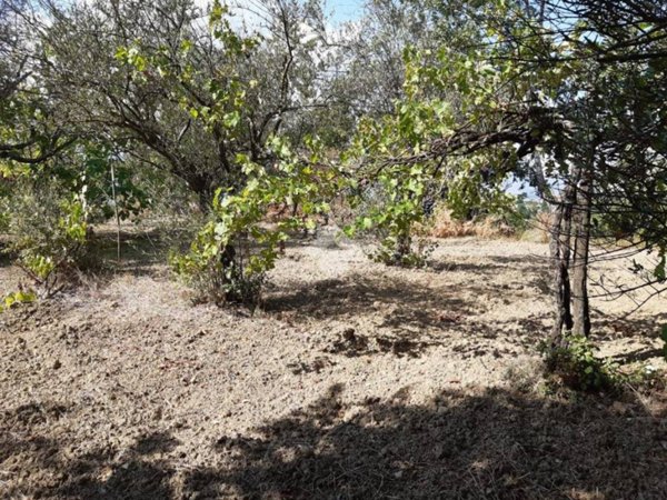 terreno agricolo in vendita a Montesarchio