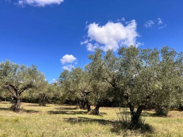 terreno agricolo in vendita a Pietrelcina