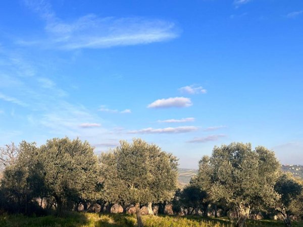 terreno agricolo in vendita a Pietrelcina