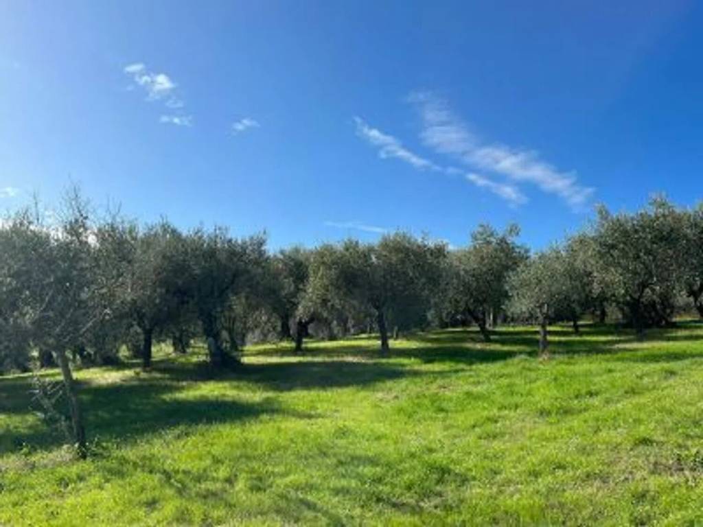 terreno agricolo in vendita a Pietrelcina in zona Piana Romana