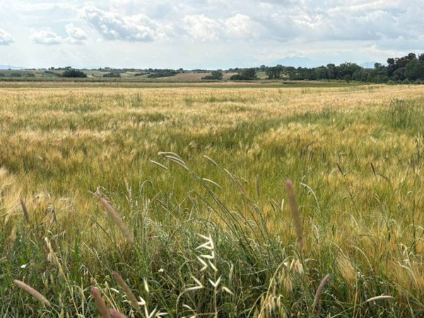 terreno agricolo in vendita a Pietrelcina in zona Stazione