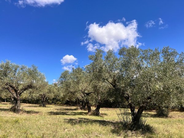 terreno agricolo in vendita a Pietrelcina