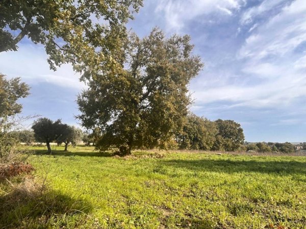 terreno agricolo in vendita a Pietrelcina