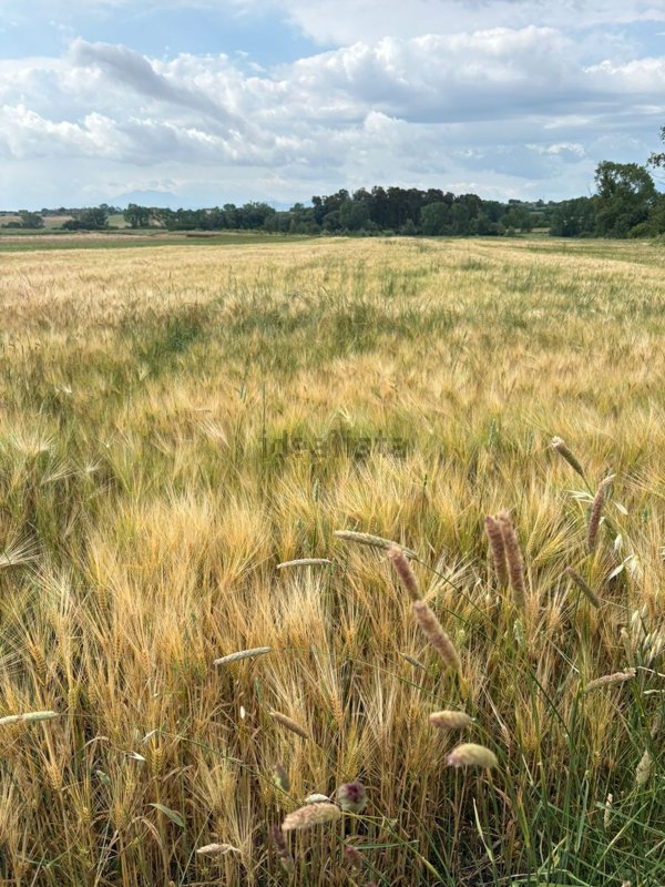 terreno agricolo in vendita a Pietrelcina