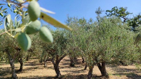 terreno agricolo in vendita a Ponte
