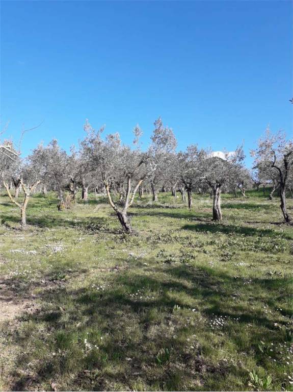 terreno agricolo in vendita a San Leucio del Sannio