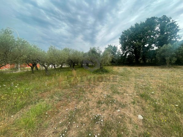 terreno agricolo in vendita a San Salvatore Telesino