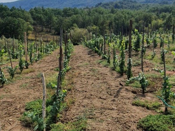 terreno agricolo in vendita a Sant'Agata de' Goti